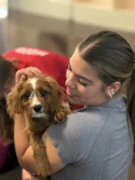 Charlie, a male Cavapoo for sale in Hampden, MA – 1 of 5