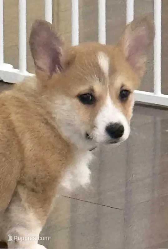Fawn – Pembroke Welsh Corgi puppy for sale in Wilbraham, MA