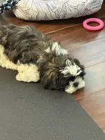 Hank, a male Shih Tzu for sale in Wilbraham, MA – 4 of 9