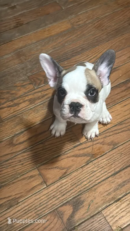 Baby girl – French Bulldog puppy for sale in Hampden, MA