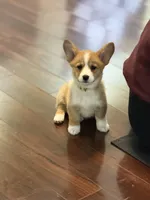 Scarlet, a female Pembroke Welsh Corgi for sale in Wilbraham, MA – Photo 3 of 3