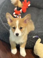 Scarlet, a female Pembroke Welsh Corgi for sale in Wilbraham, MA – Photo 1 of 3