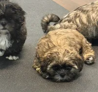 Halo, a female Shih Tzu for sale in Wilbraham, MA – 3 of 5