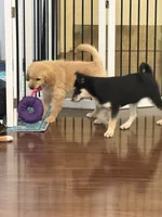 Timber, a male Siberian Husky and Beagle for sale in Wilbraham, MA – 4 of 6