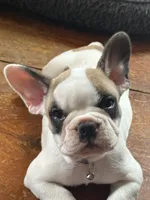 Frankie, a female French Bulldog for sale in Hampden, MA – 3 of 8