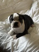 Pumba, a female French Bulldog for sale in Hampden, MA – 5 of 9