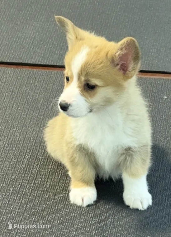 Luna – Pembroke Welsh Corgi puppy for sale in Wilbraham, MA
