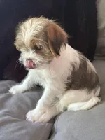Patches, a male Shihpoo for sale in Hampden, MA – 6 of 8