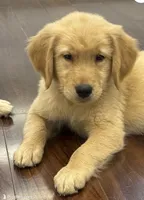 Charlie, a male Golden Retriever and English Cream Golden Retriever for sale in Hampden, MA – 3 of 6