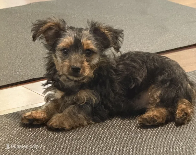 Maverick – Yorkshire Terrier puppy for sale in Hampden, MA