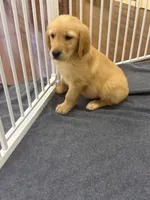 Moose, a male Golden Retriever and English Cream Golden Retriever for sale in Hampden, MA – 4 of 7