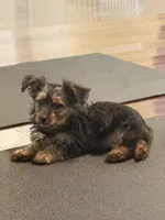Maverick, a male Yorkshire Terrier for sale in Hampden, MA – 3 of 3