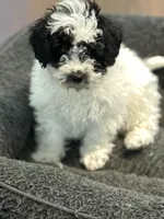 Daisy, a female Poodle - Miniature  for sale in Wilbraham, MA – Photo 4 of 5