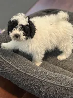 Daisy, a female Poodle - Miniature  for sale in Wilbraham, MA – Photo 5 of 5