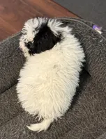 Daisy, a female Poodle - Miniature  for sale in Wilbraham, MA – Photo 3 of 5