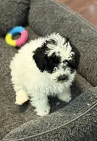 Daisy, a female Poodle - Miniature  for sale in Wilbraham, MA – Photo 2 of 5