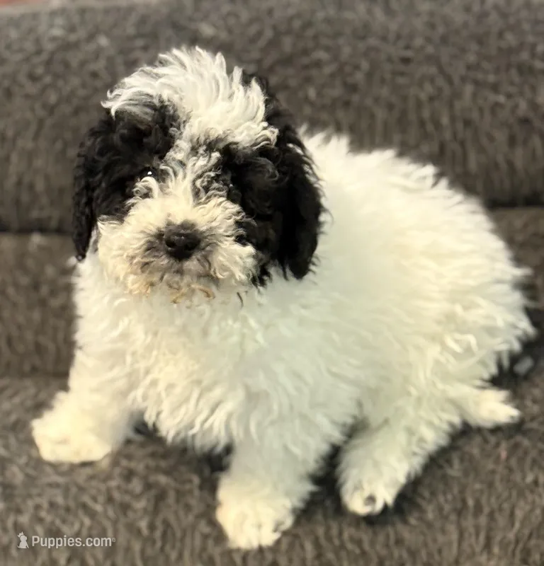 Daisy – Poodle - Miniature  puppy for sale in Wilbraham, MA