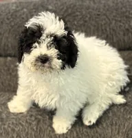 Daisy, a female Poodle - Miniature  for sale in Wilbraham, MA – Photo 1 of 5