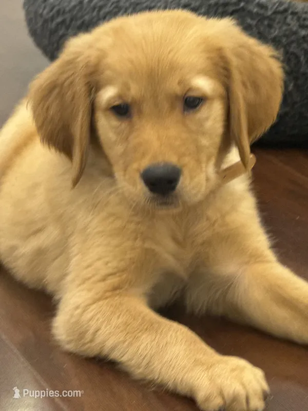 Hawk – Golden Retriever, English Cream Golden Retriever puppy for sale in Hampden, MA
