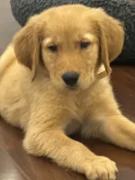 Hawk, a male Golden Retriever and English Cream Golden Retriever for sale in Hampden, MA – 1 of 10