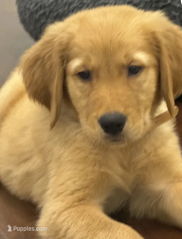 Fenway – Golden Retriever, English Cream Golden Retriever puppy for sale in Hampden, MA