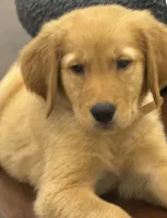 Fenway, a male Golden Retriever and English Cream Golden Retriever for sale in Hampden, MA – 1 of 7