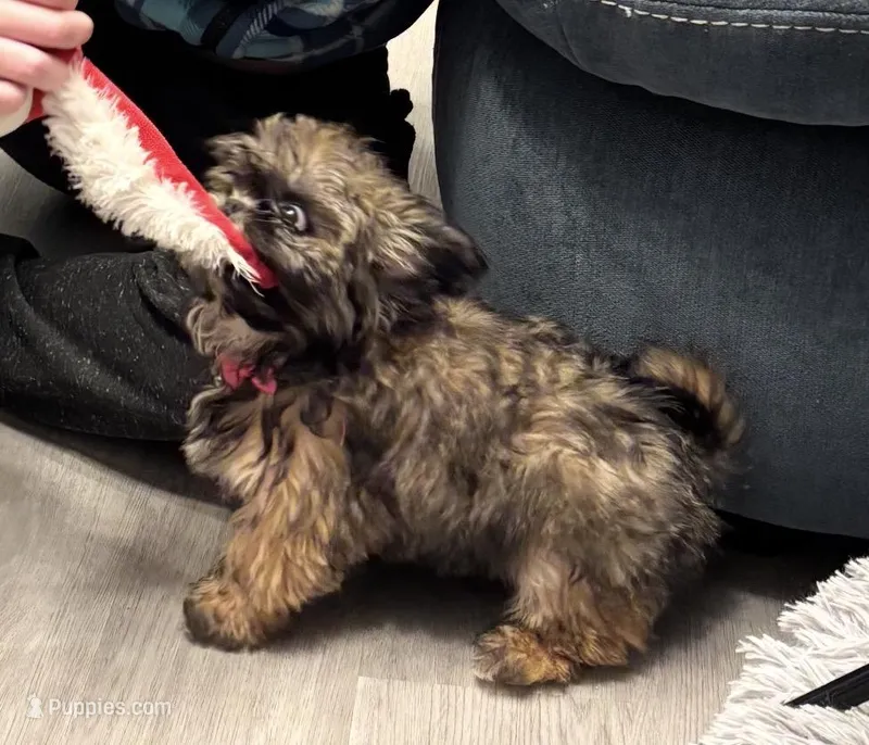 Teddy – Shih Tzu puppy for sale in Wilbraham, MA