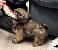 Teddy, a male Shih Tzu for sale in Wilbraham, MA – Photo 1 of 4