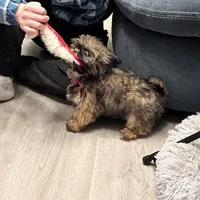 Teddy, a male Shih Tzu for sale in Wilbraham, MA – Photo 4 of 4