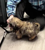 Teddy, a male Shih Tzu for sale in Wilbraham, MA – Photo 2 of 4