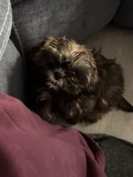 Teddy, a male Shih Tzu for sale in Wilbraham, MA – Photo 3 of 4