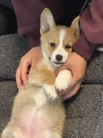 Rosie, a female Pembroke Welsh Corgi for sale in Wilbraham, MA – Photo 8 of 8