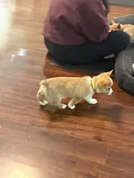 Rosie, a female Pembroke Welsh Corgi for sale in Wilbraham, MA – Photo 7 of 8