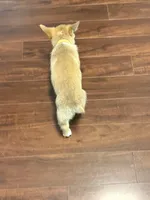 Rosie, a female Pembroke Welsh Corgi for sale in Wilbraham, MA – Photo 6 of 8