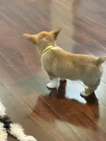 Rosie, a female Pembroke Welsh Corgi for sale in Wilbraham, MA – Photo 3 of 8