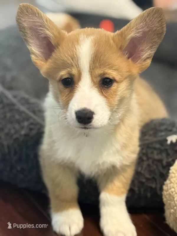 Rosie – Pembroke Welsh Corgi puppy for sale in Wilbraham, MA