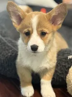 Rosie, a female Pembroke Welsh Corgi for sale in Wilbraham, MA – Photo 1 of 8