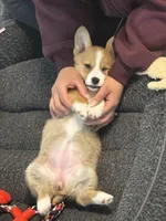 Rosie, a female Pembroke Welsh Corgi for sale in Wilbraham, MA – Photo 5 of 8