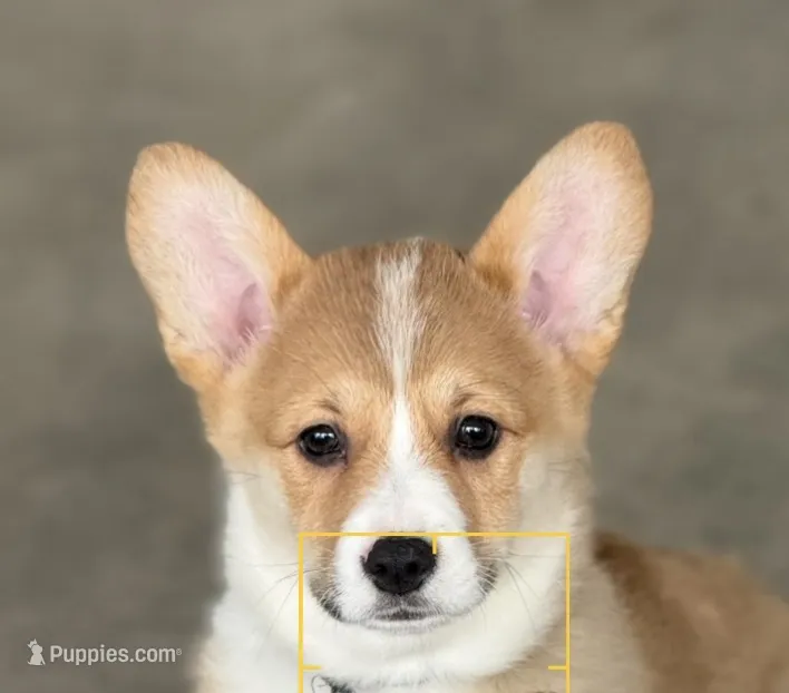 Bohdi – Pembroke Welsh Corgi puppy for sale in Wilbraham, MA