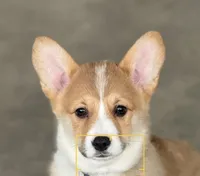 Bohdi, a male Pembroke Welsh Corgi for sale in Wilbraham, MA – 1 of 4