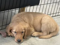 Samson, a male Golden Retriever and English Cream Golden Retriever for sale in Hampden, MA – 4 of 7