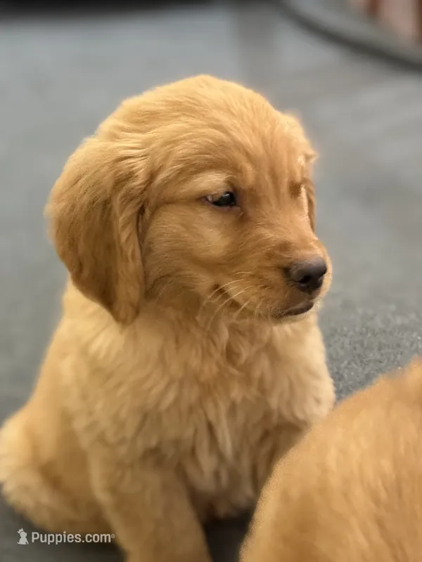 Maple – Golden Retriever puppy for sale in Wilbraham, MA