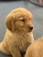 Maple, a female Golden Retriever for sale in Wilbraham, MA – 1 of 4