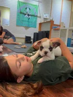 Baby roxie, a female French Bulldog for sale in Hampden, MA – 4 of 8