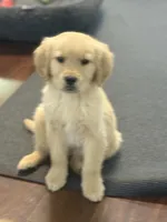 Cooper, a female Golden Retriever for sale in Wilbraham, MA – Photo 2 of 4