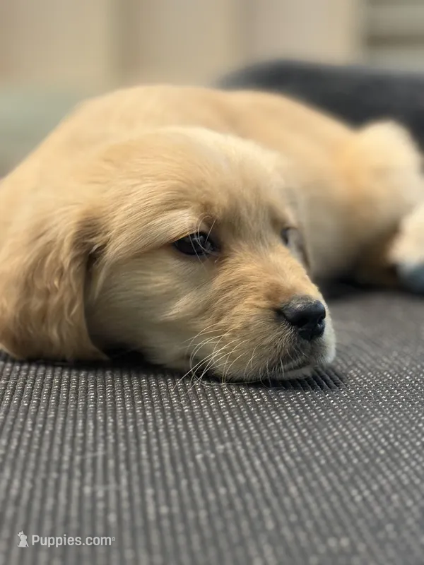 Cooper – Golden Retriever puppy for sale in Wilbraham, MA