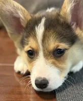 Colonel , a male Pembroke Welsh Corgi for sale in Wilbraham, MA – 2 of 5