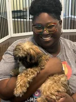 Lady, a female Shih Tzu for sale in Hampden, MA – 6 of 6