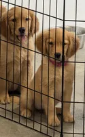 Maple, a female Golden Retriever and English Cream Golden Retriever for sale in Hampden, MA – 3 of 5