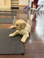 Arrow, a male Golden Retriever for sale in Wilbraham, MA – Photo 4 of 6